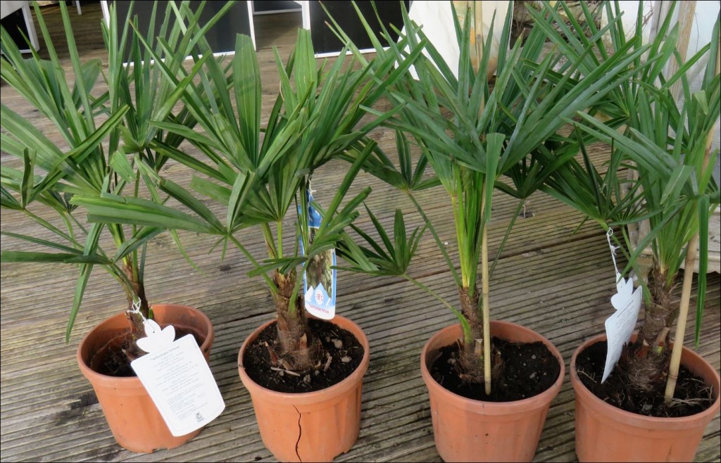 4 Trachycarpus fortunei - winterharte Hanfpalmen