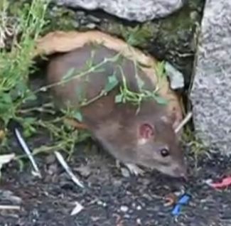 Ratte im Garten