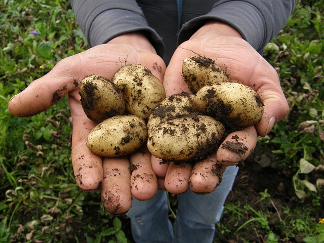 Kartoffeln anbauen im eigenen Garten